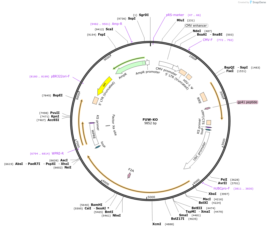 20331-plasmid-map-sequence-id-9566