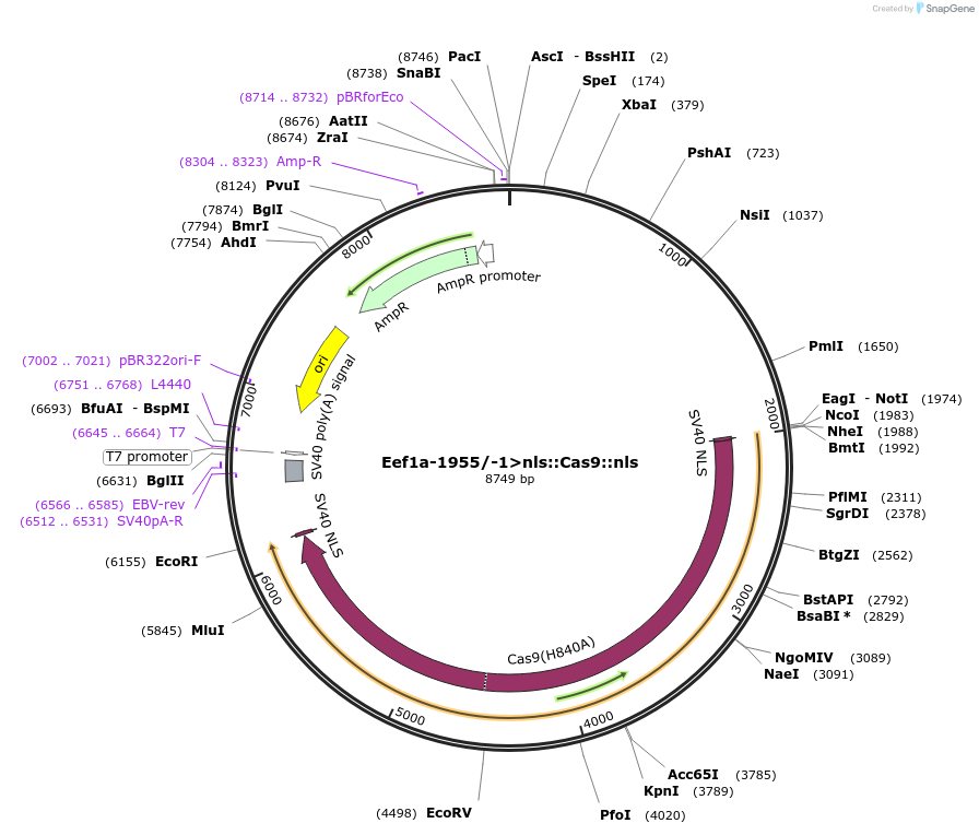 59987-plasmid-map-sequence-id-95666