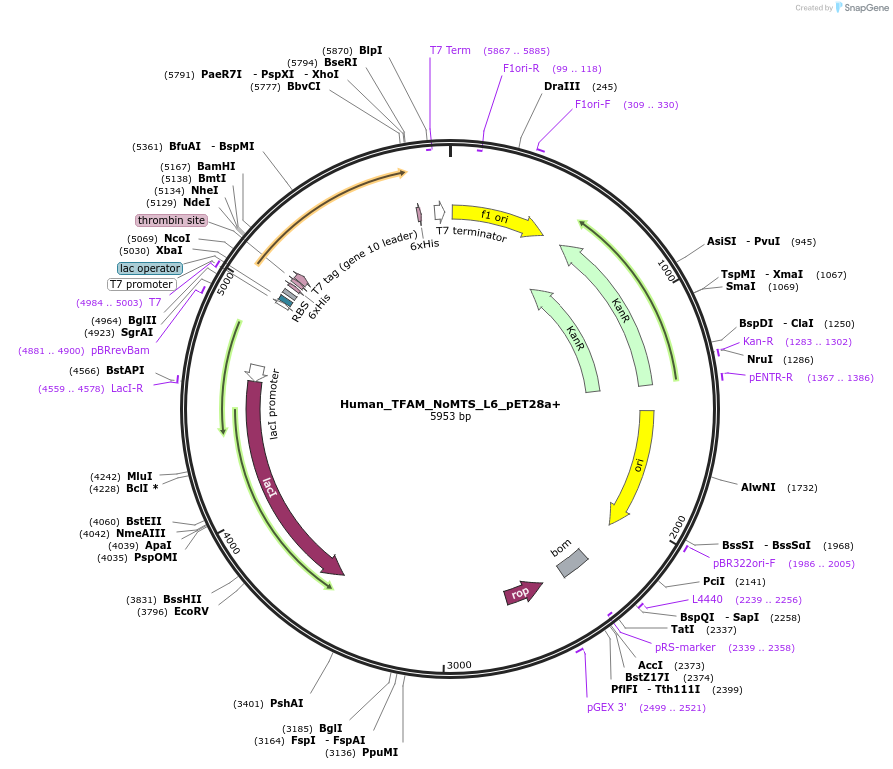 60012-plasmid-map-sequence-id-95837