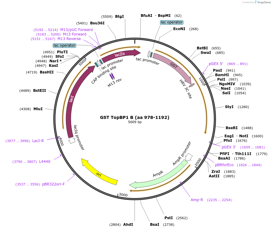 20372-plasmid-map-sequence-id-9586