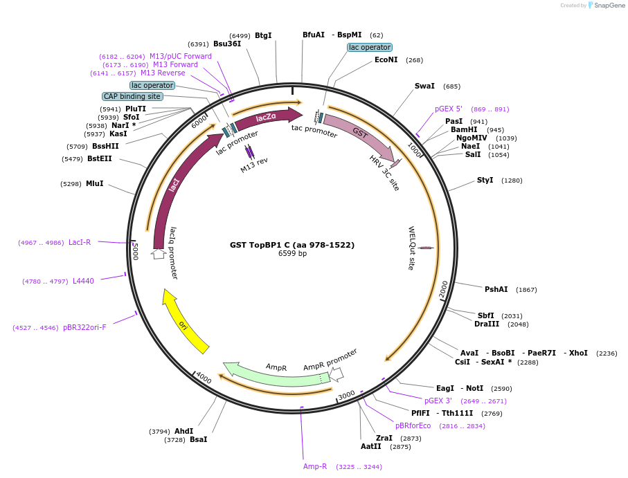 20373-plasmid-map-sequence-id-9587