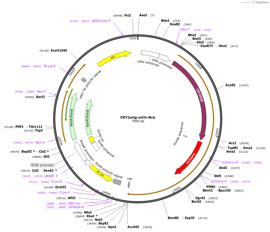 60034-plasmid-map-sequence-id-95882