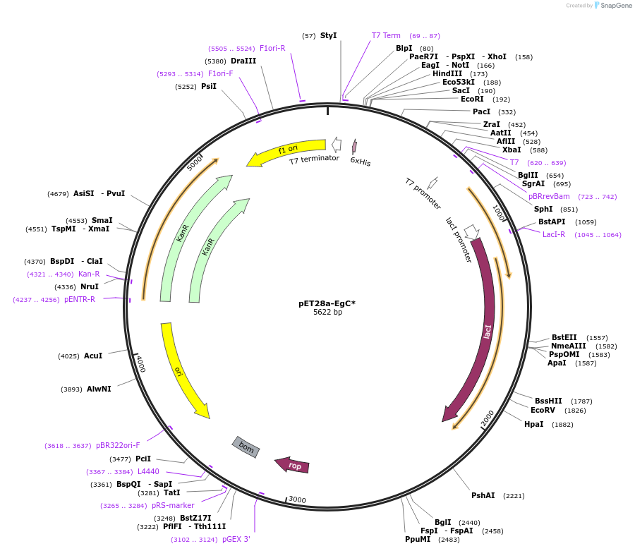 20378-plasmid-map-sequence-id-9589