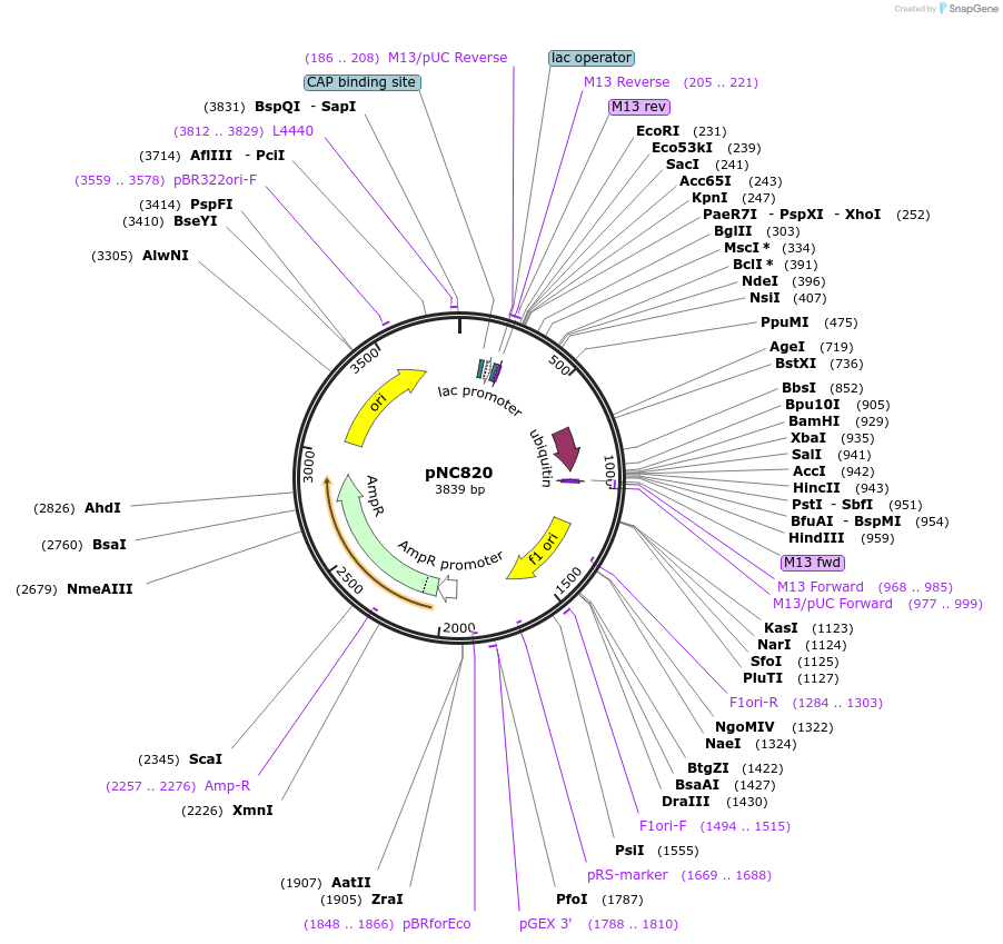 20383-plasmid-map-sequence-id-9592