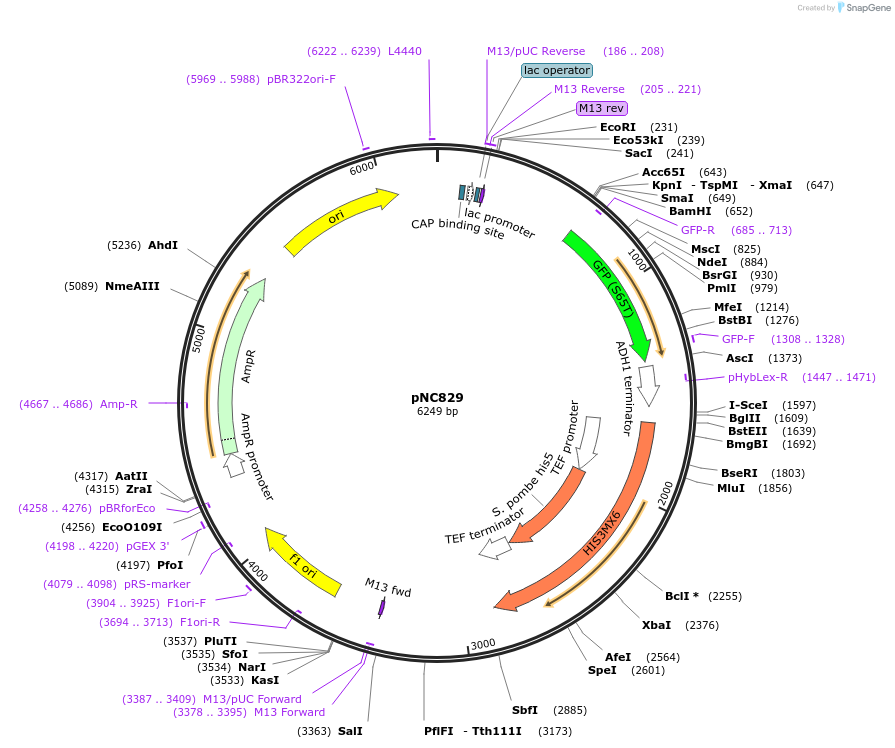 20386-plasmid-map-sequence-id-9595