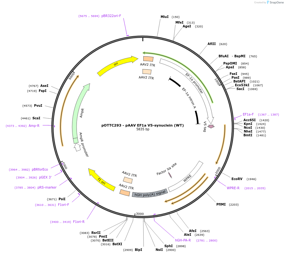 60057-plasmid-map-sequence-id-95968