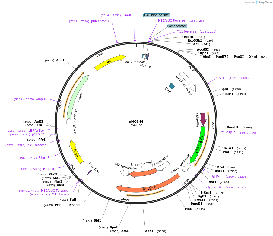 20389-plasmid-map-sequence-id-9598