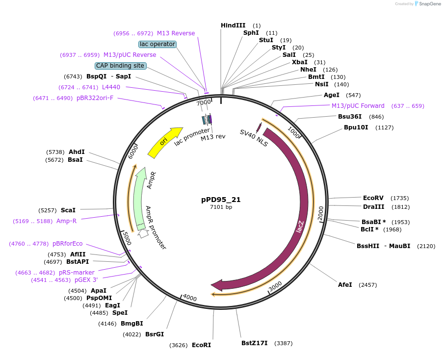1485-plasmid-map-sequence-id-96