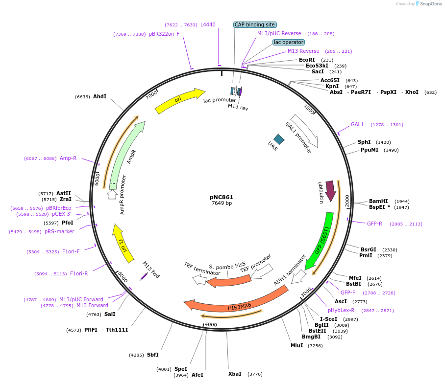 20391-plasmid-map-sequence-id-9600