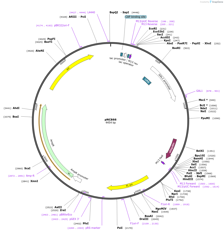 20395-plasmid-map-sequence-id-9604