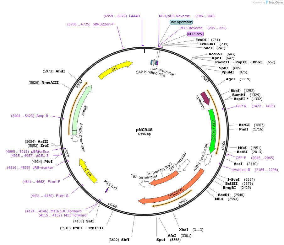 20399-plasmid-map-sequence-id-9608