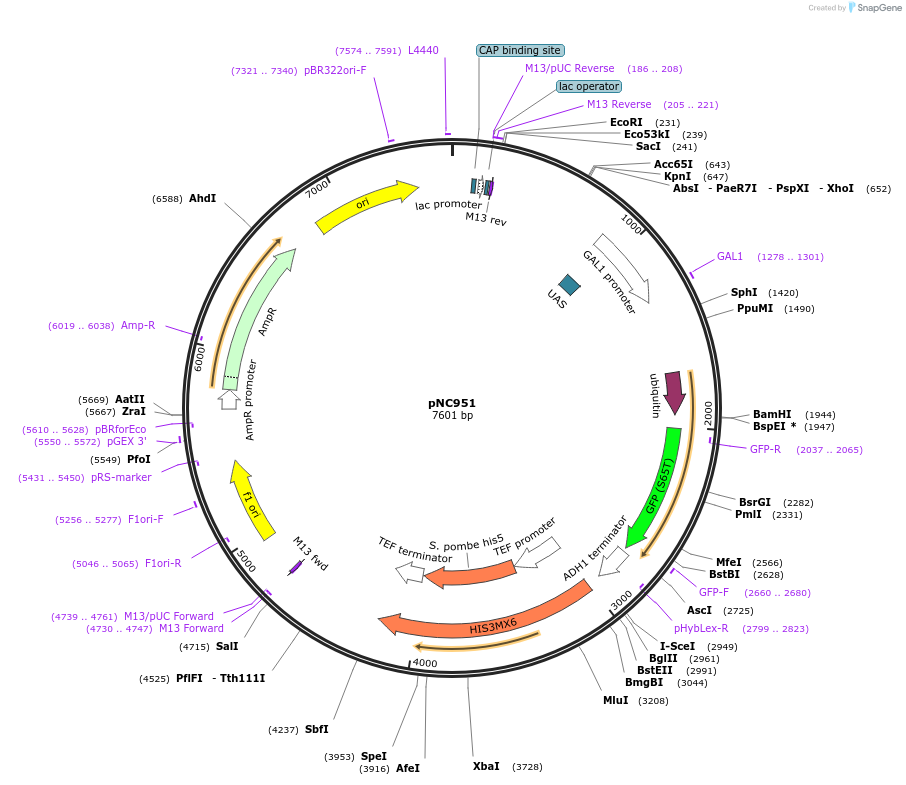 20400-plasmid-map-sequence-id-9609