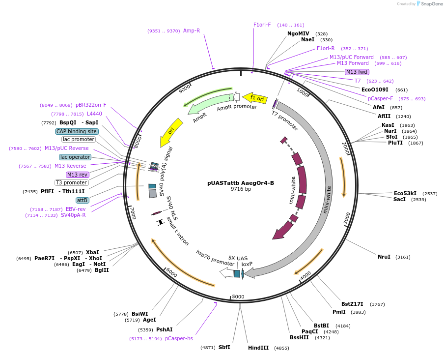 59793-plasmid-map-sequence-id-96150