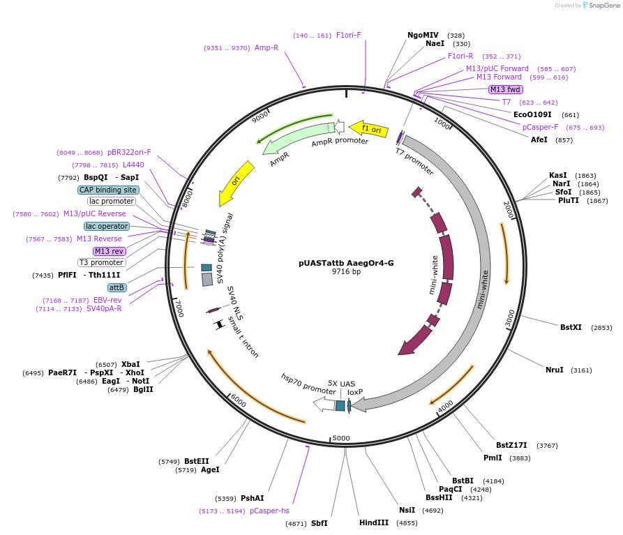 59798-plasmid-map-sequence-id-96152