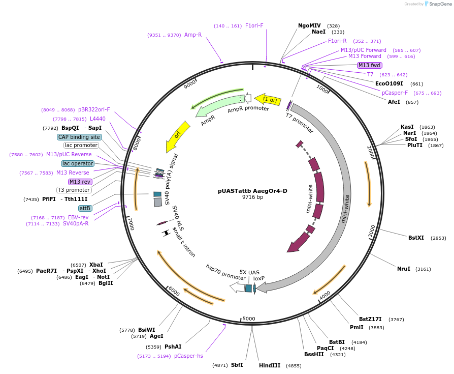 59795-plasmid-map-sequence-id-96158