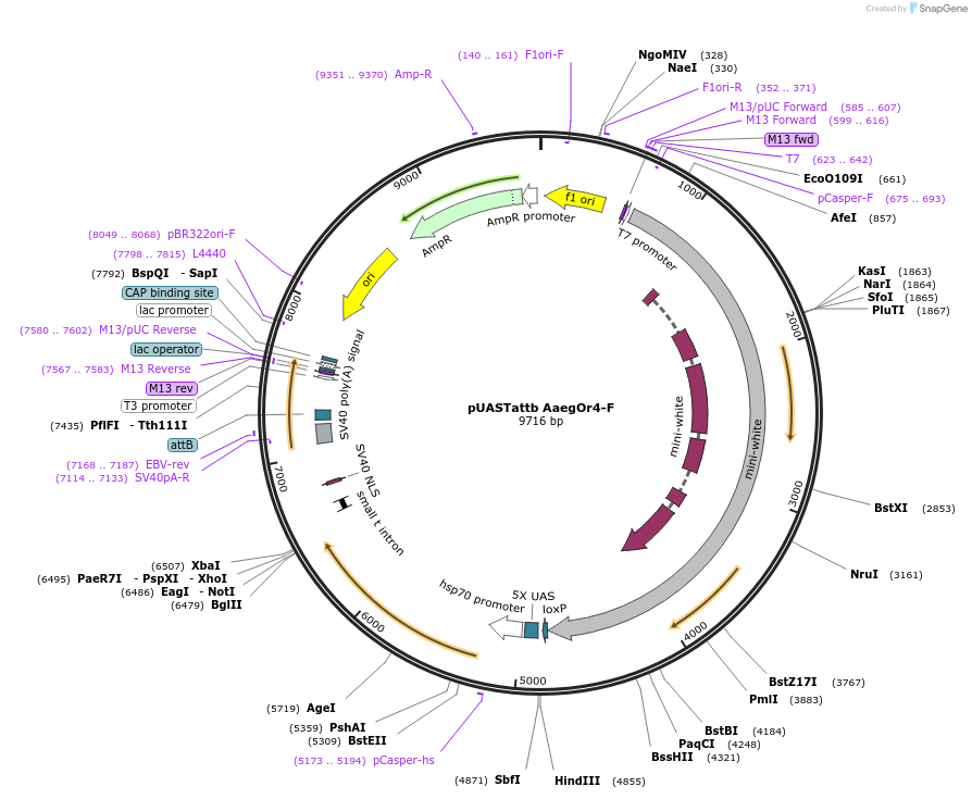 59797-plasmid-map-sequence-id-96160