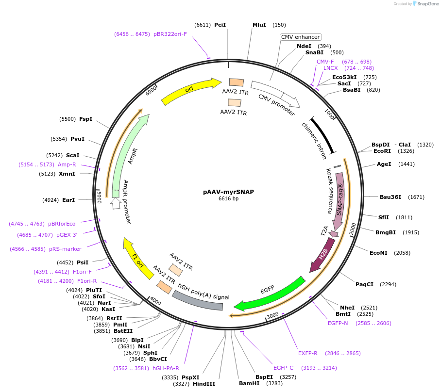 60098-plasmid-map-sequence-id-96168