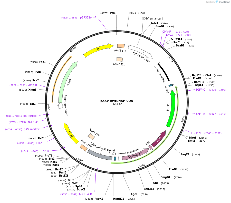 60099-plasmid-map-sequence-id-96169