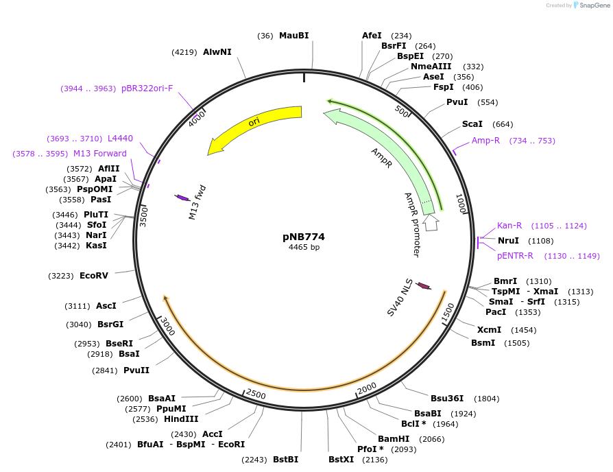 60114-plasmid-map-sequence-id-96175
