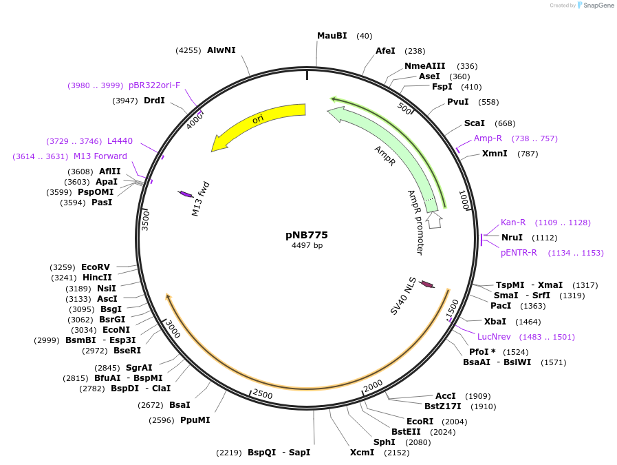 60115-plasmid-map-sequence-id-96176