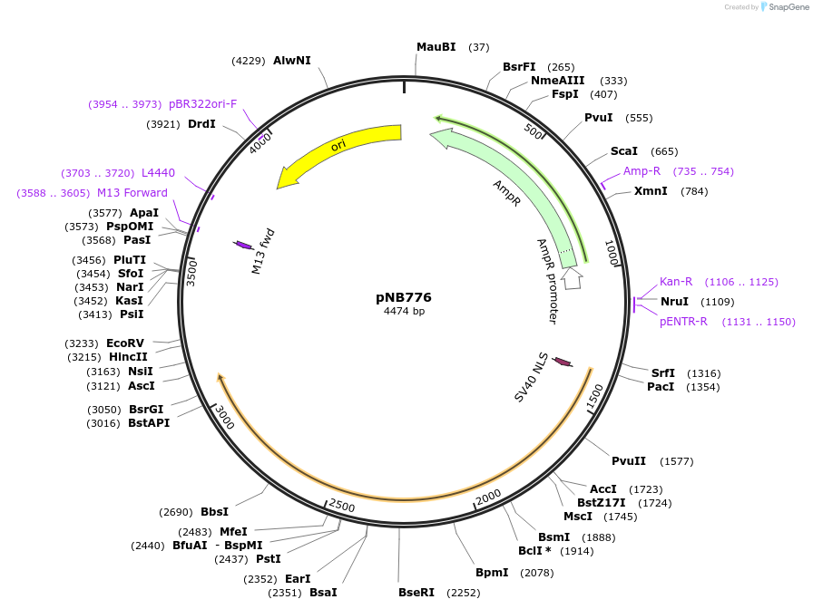 60117-plasmid-map-sequence-id-96179
