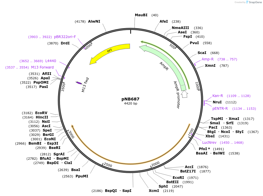 60119-plasmid-map-sequence-id-96185