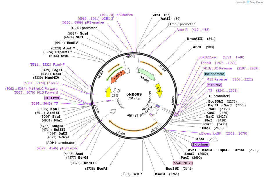 60133-plasmid-map-sequence-id-96189