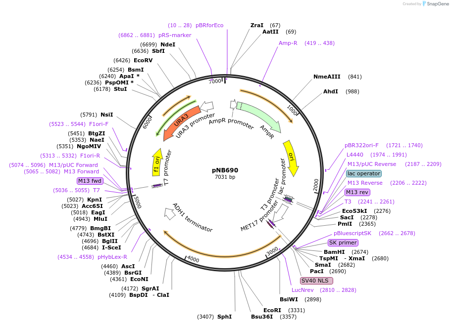 60134-plasmid-map-sequence-id-96201