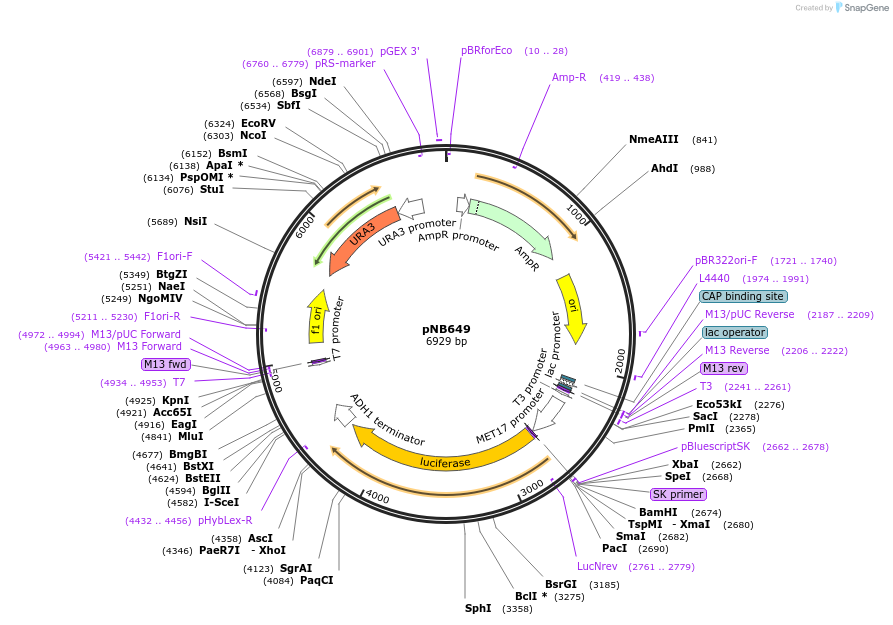 60136-plasmid-map-sequence-id-96204