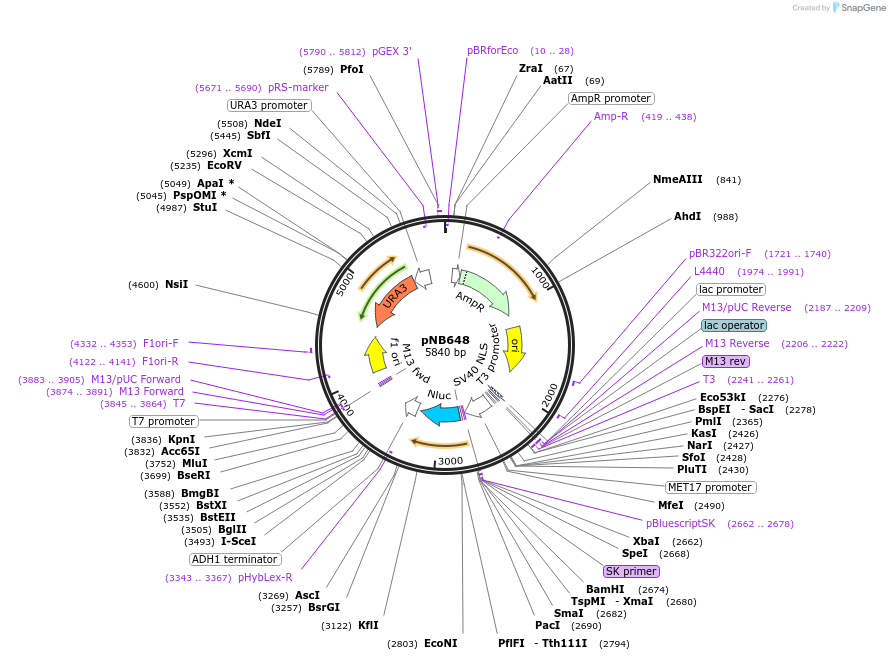 60140-plasmid-map-sequence-id-96210