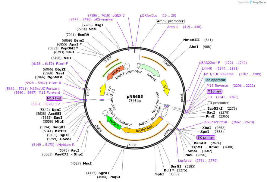 60142-plasmid-map-sequence-id-96213