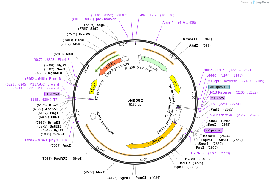 60143-plasmid-map-sequence-id-96214