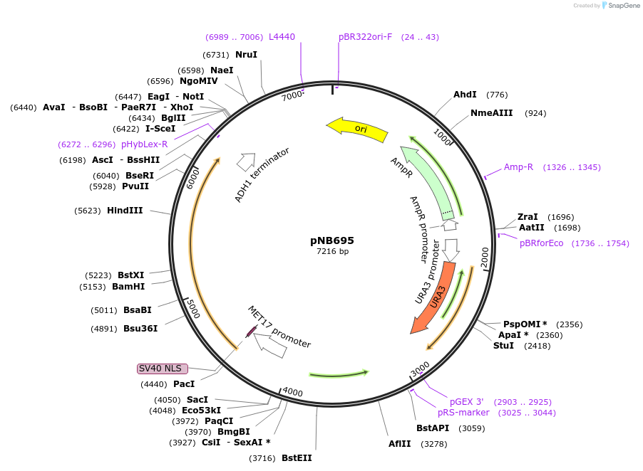 60144-plasmid-map-sequence-id-96226
