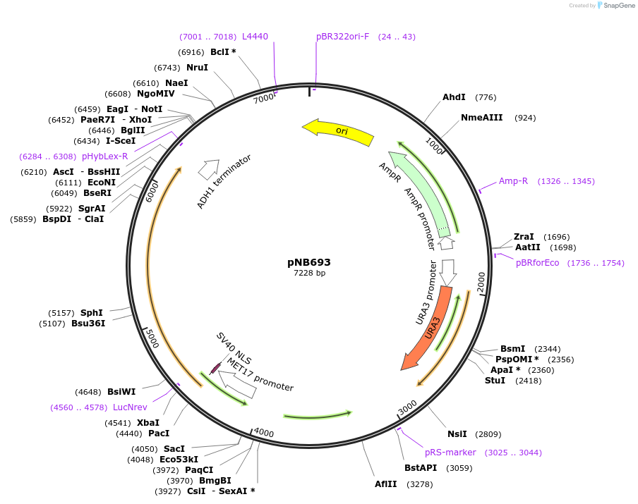 60145-plasmid-map-sequence-id-96228