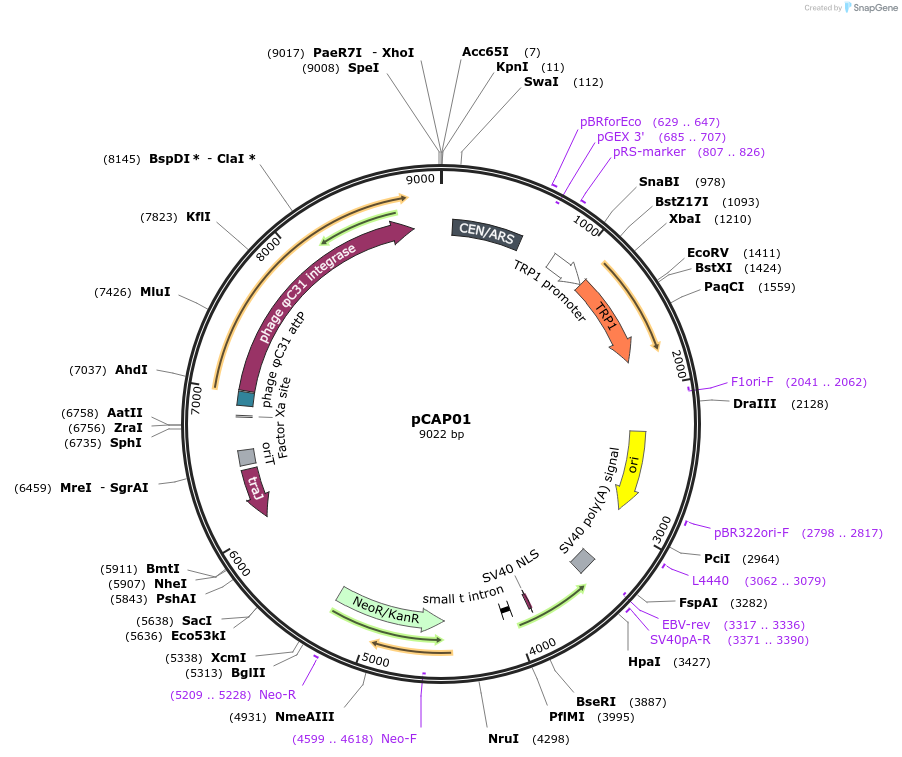 59981-plasmid-map-sequence-id-96247