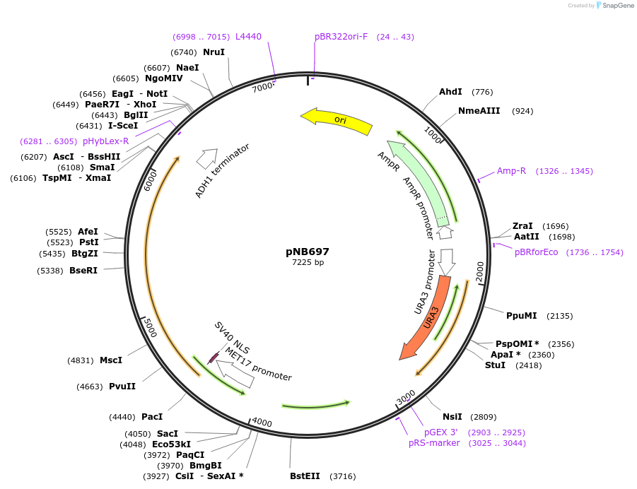 60146-plasmid-map-sequence-id-96253