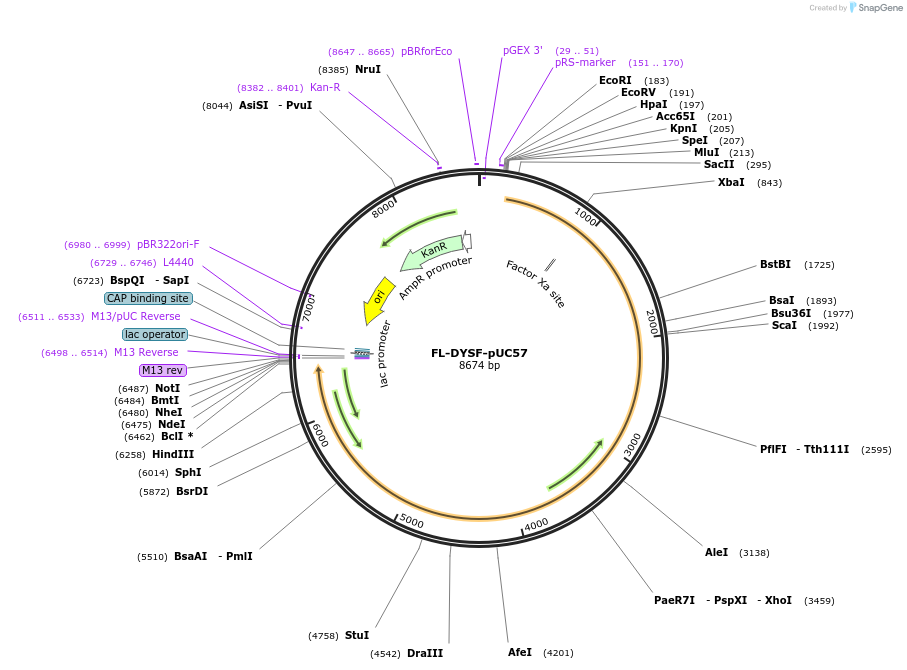 60177-plasmid-map-sequence-id-96257