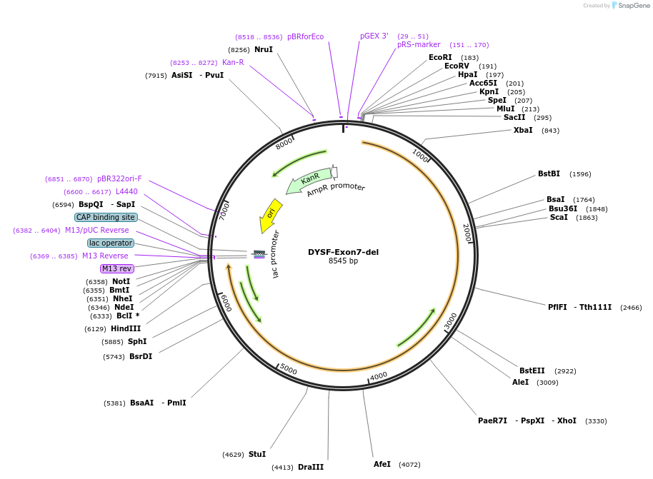 60178-plasmid-map-sequence-id-96267