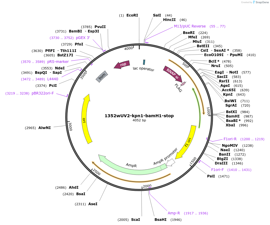 20704-plasmid-map-sequence-id-9627
