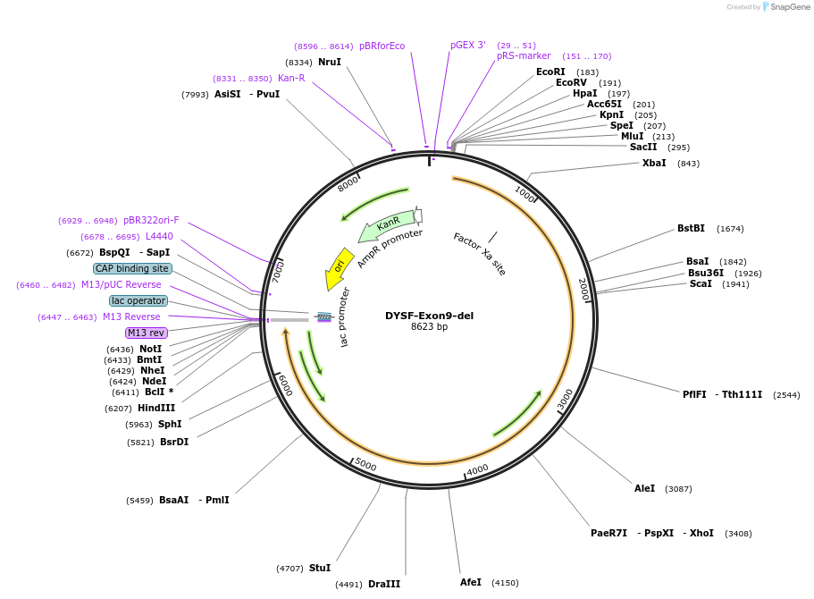 60180-plasmid-map-sequence-id-96272