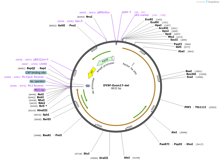 60182-plasmid-map-sequence-id-96275