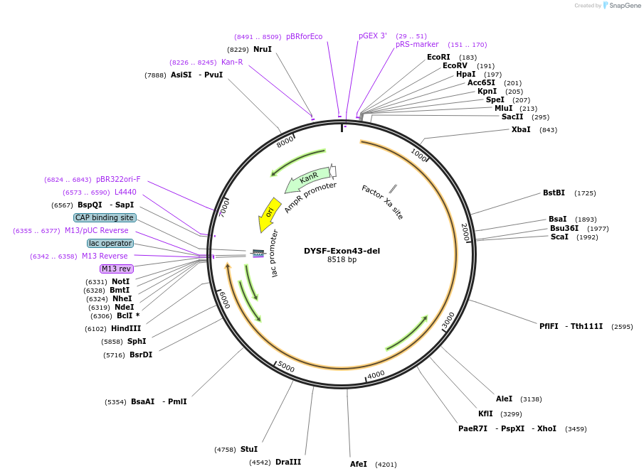60195-plasmid-map-sequence-id-96276