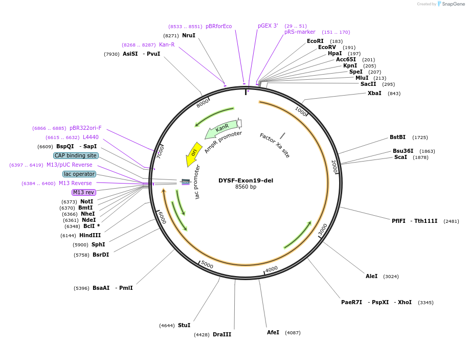 60183-plasmid-map-sequence-id-96278