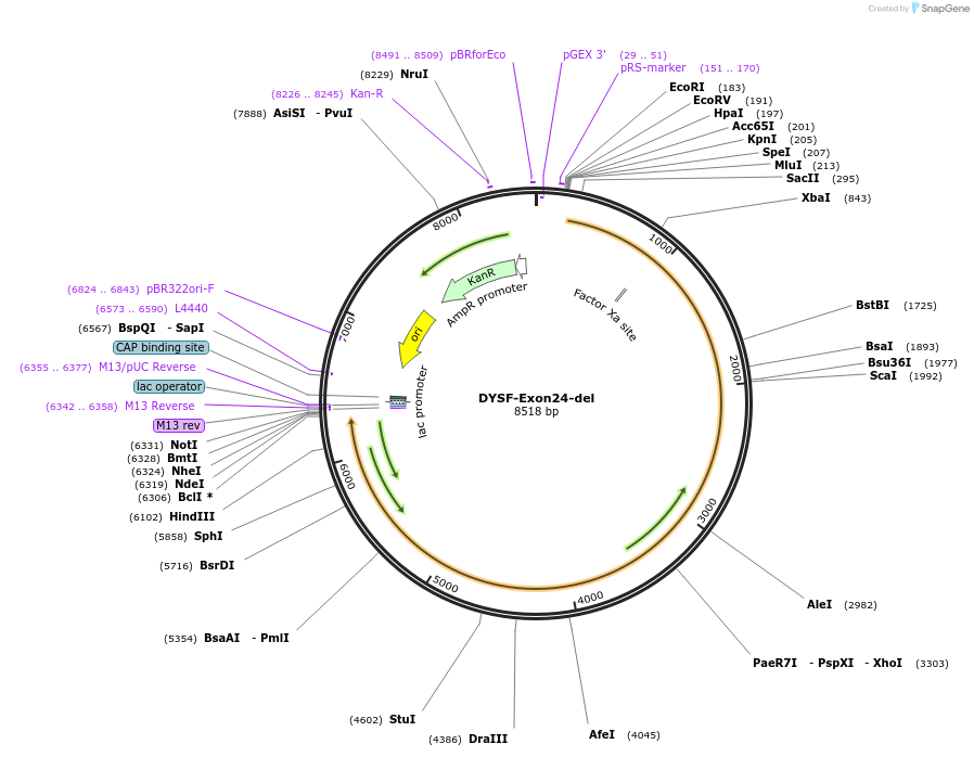60184-plasmid-map-sequence-id-96279