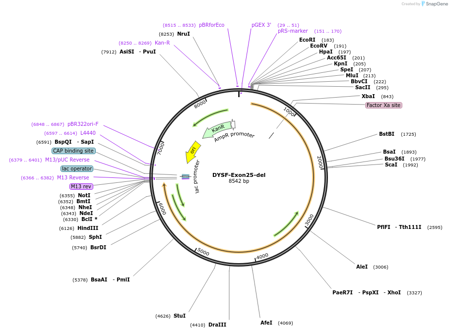 60185-plasmid-map-sequence-id-96280