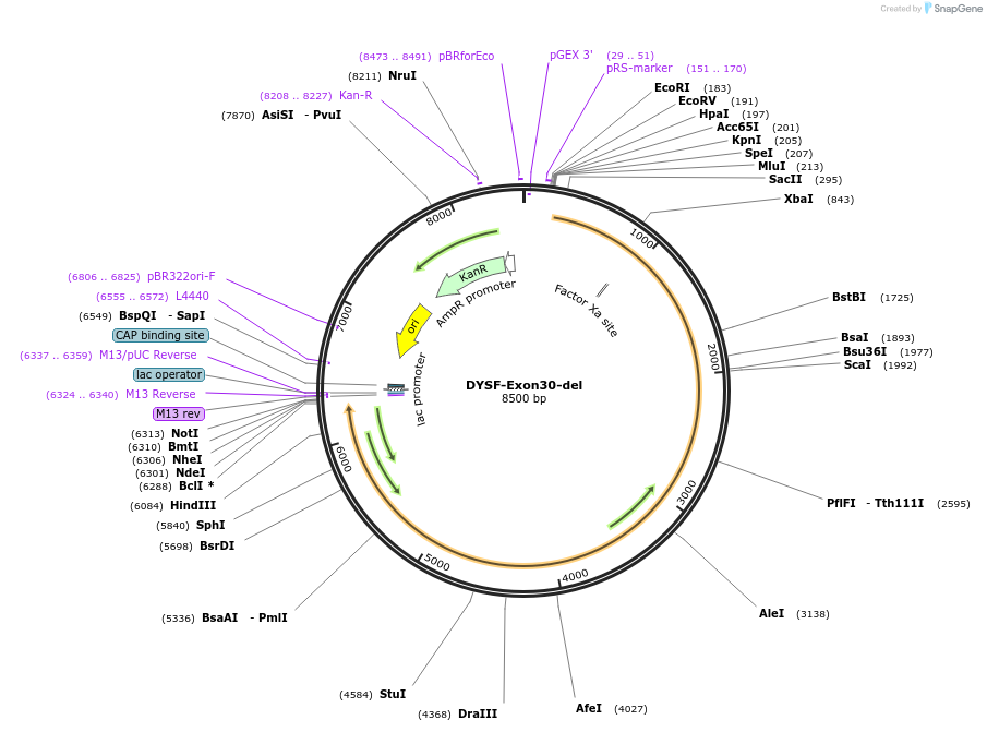 60186-plasmid-map-sequence-id-96281