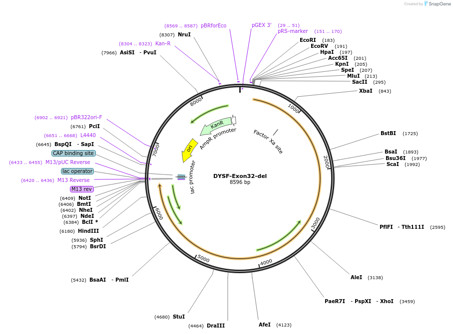 60187-plasmid-map-sequence-id-96282