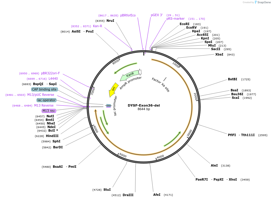 60190-plasmid-map-sequence-id-96285