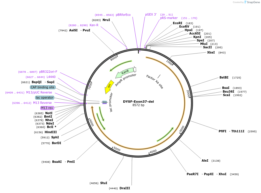 60191-plasmid-map-sequence-id-96286