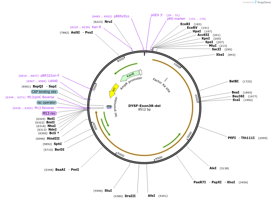 60192-plasmid-map-sequence-id-96287